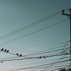 Avian Protection Plan