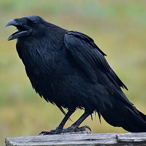 Corvids + small bodied birds