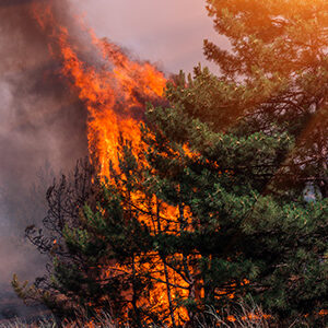 Fire Mitigation and Restoration