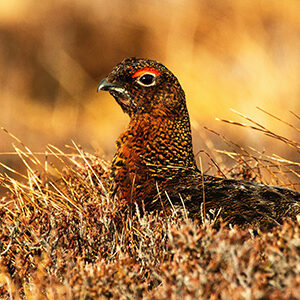 Sage grouse, prairie chickens + endangered species