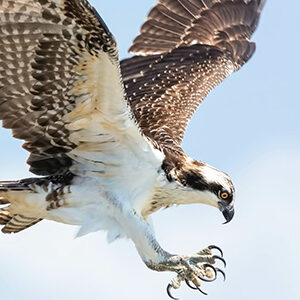 Raptors + birds with wide wingspans