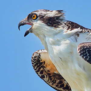Osprey