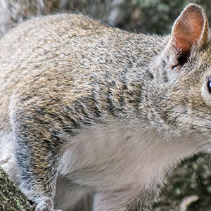 Squirrels + climbing animals