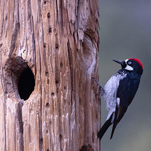 Woodpeckers