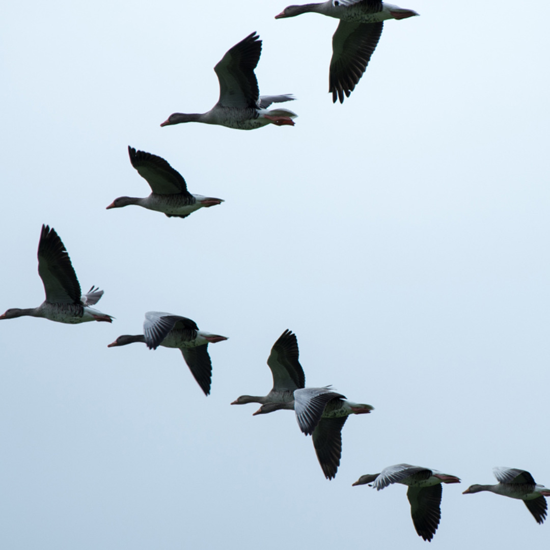 geese in fllight