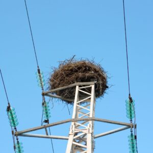 nest on a power line
