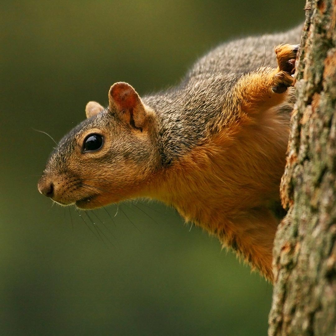 squirrel climbing a tree