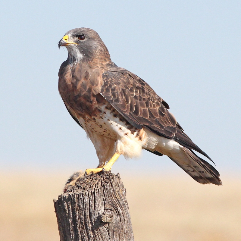 Perched hawk