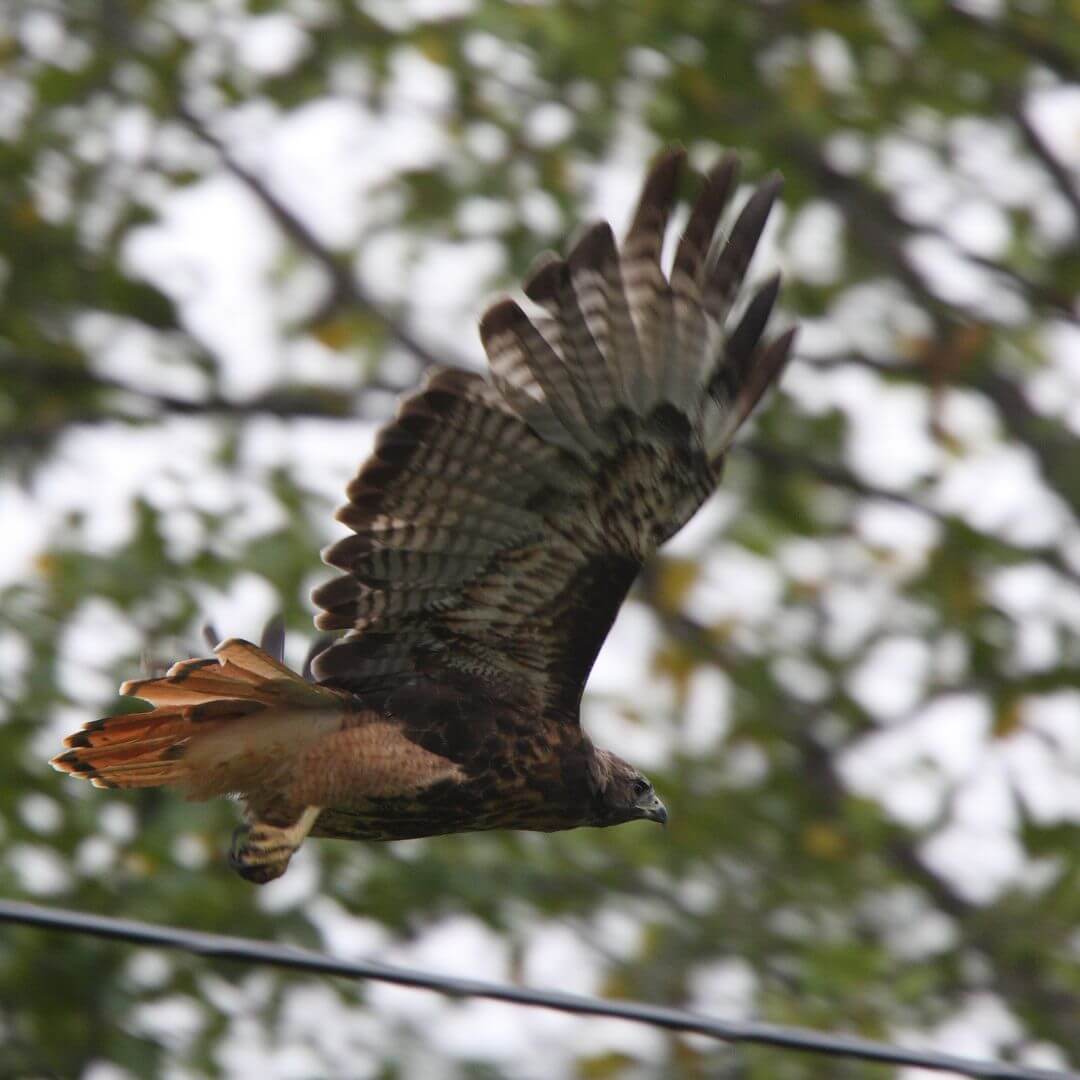 a flying hawk