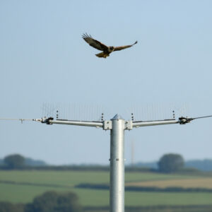 utility pole with raptor guards with a hawk flying above