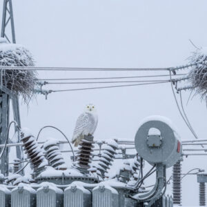 A substation in winter with birds perched on transformers and elevated equipment