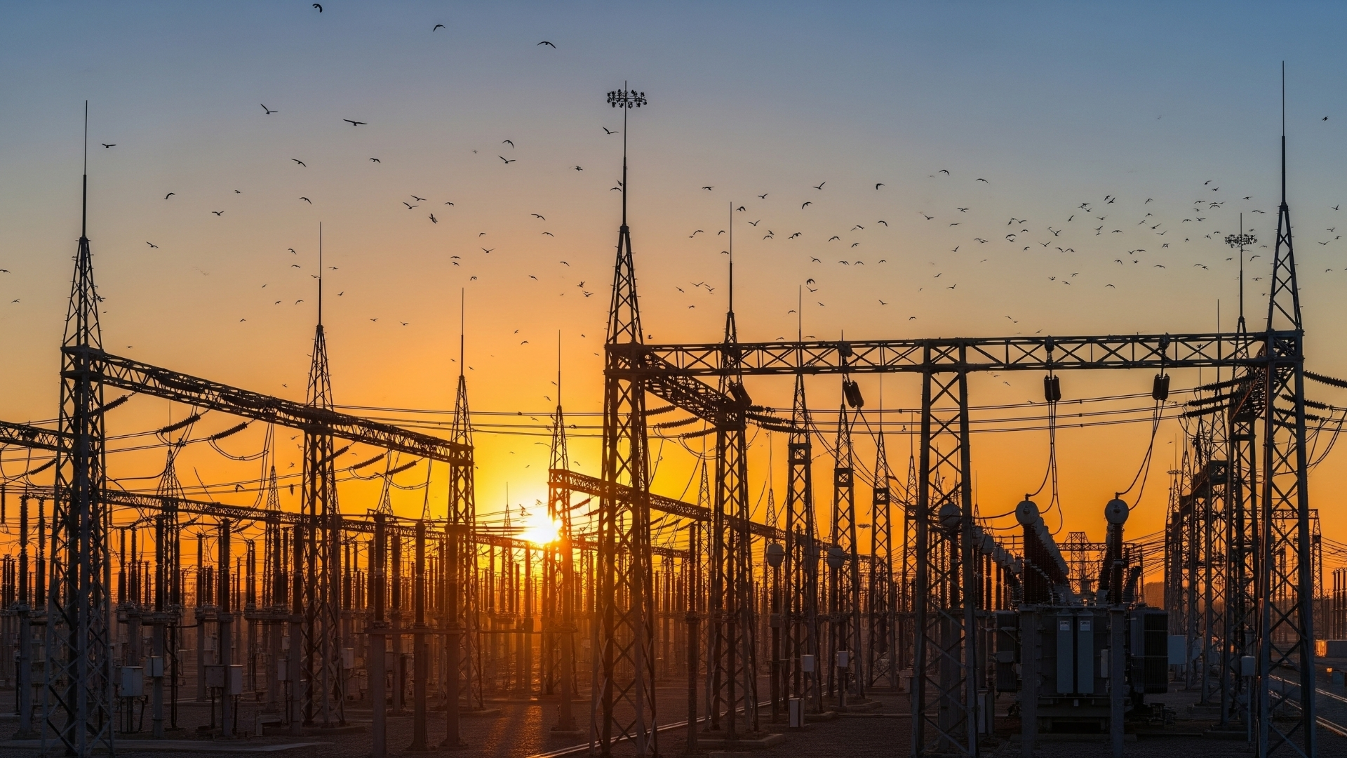 Wide-angle view of a substation at sunrise, birds in flight, some perched safely away from equipment