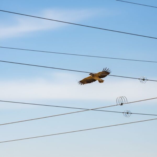 Bird flying into a powerline.