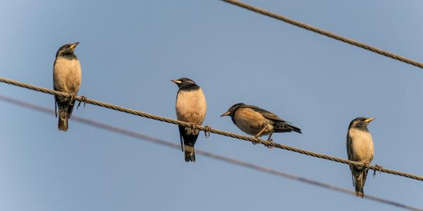 Birds on a power line.