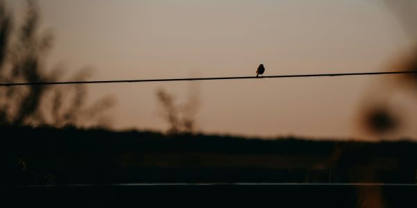 bird sitting on a power line