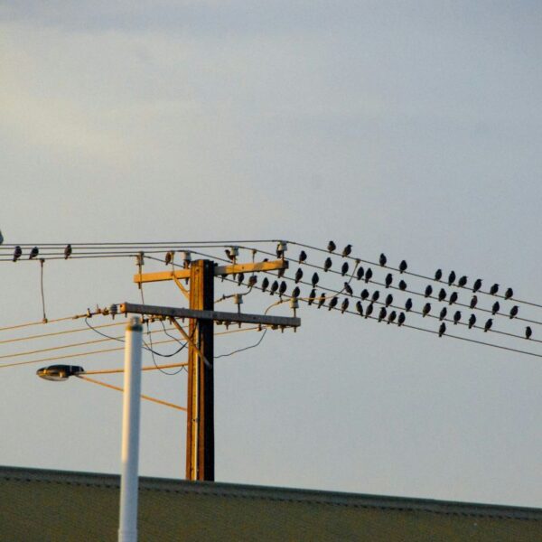 birds resting on power lines