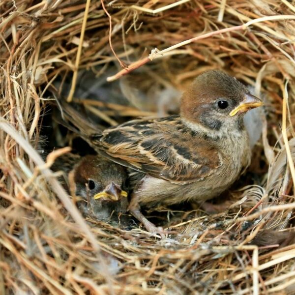 baby bird in a nest