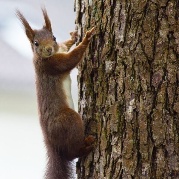 squirrel climbing a tree