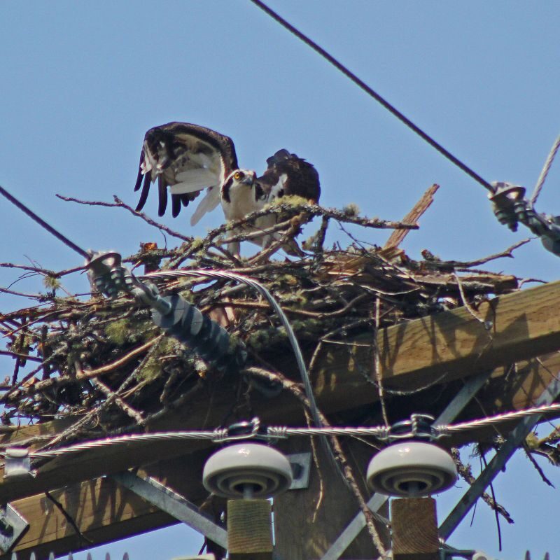 osprey on nest on top of powerline pole