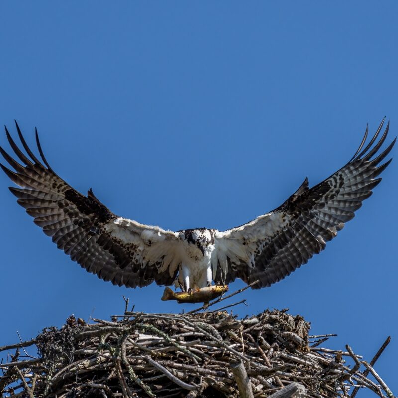 Osprey landing on it's nest, holding a fish