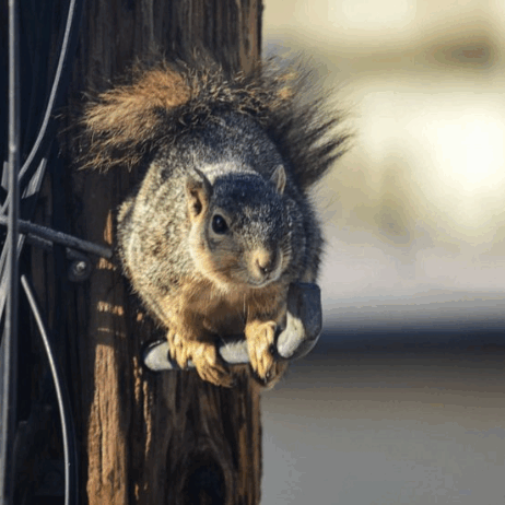 squirrel power pole