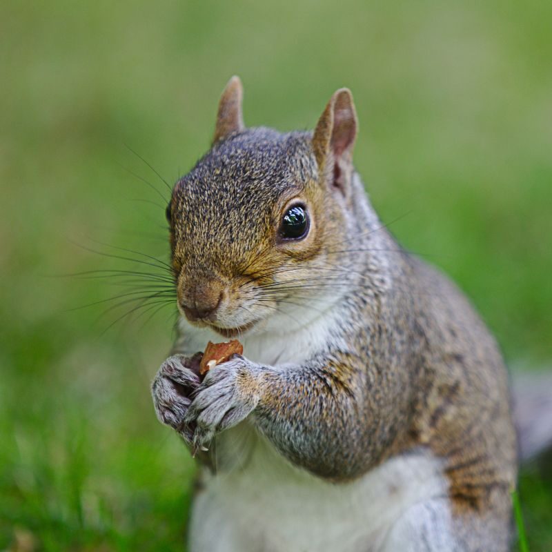 squirrel