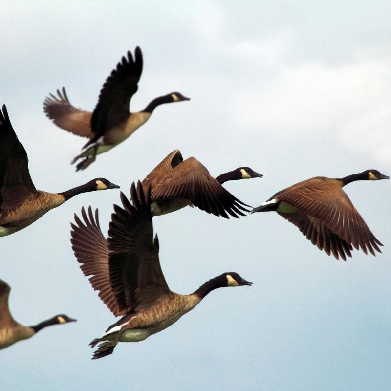 Geese flying