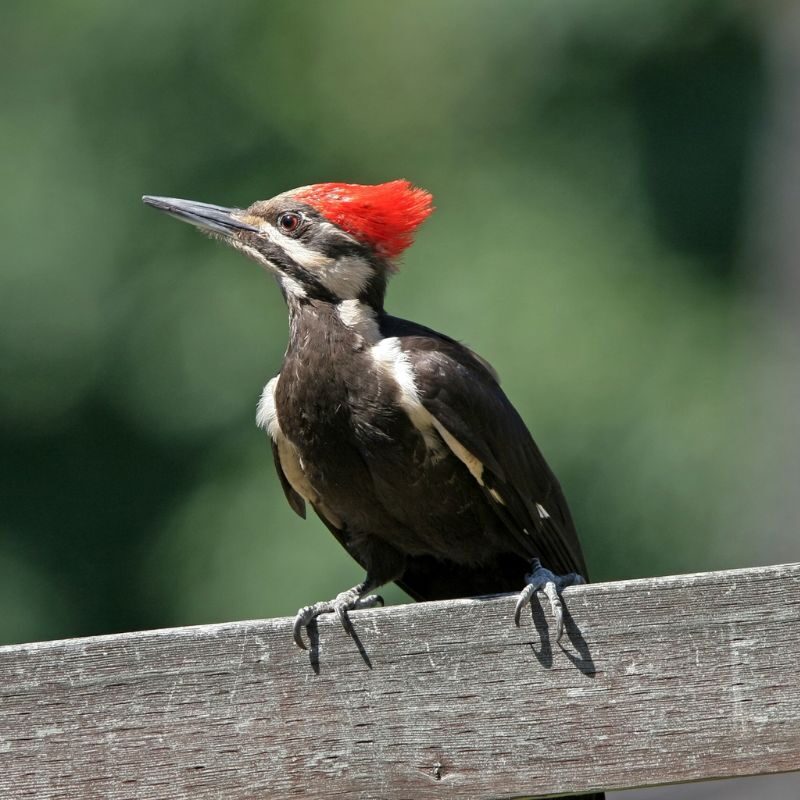 woodpecker sitting on post