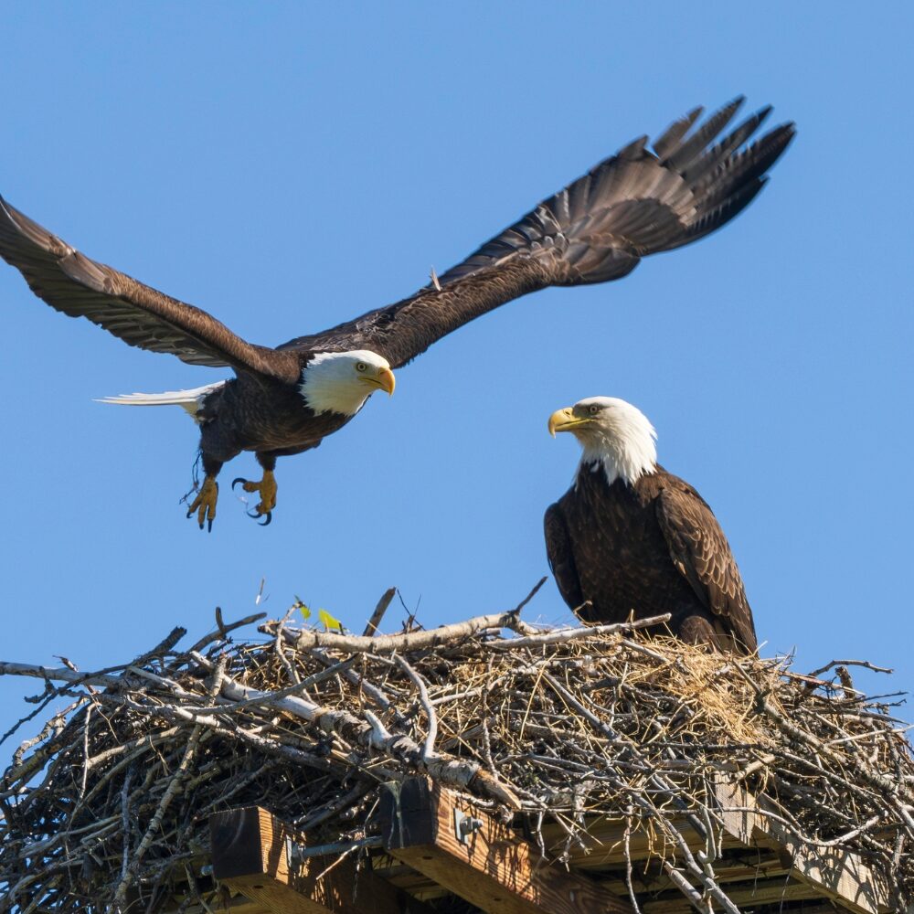 Eagle landing in a nest